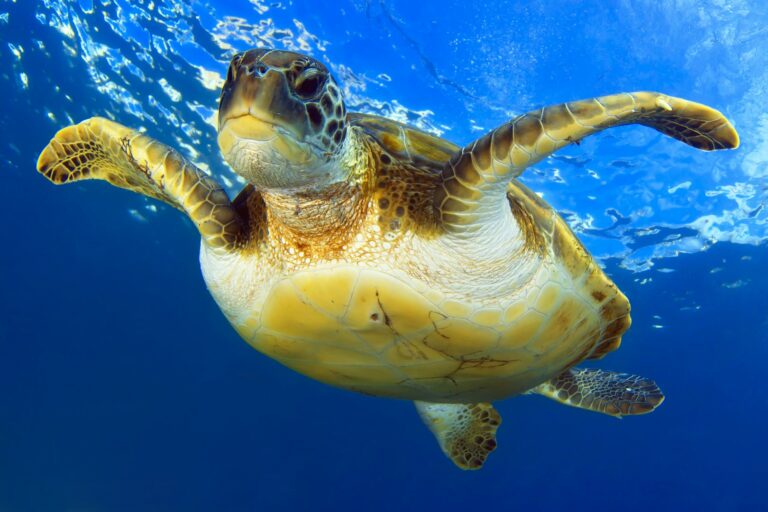 All About Sea Turtles and How to Protect Them | SailingEurope Blog